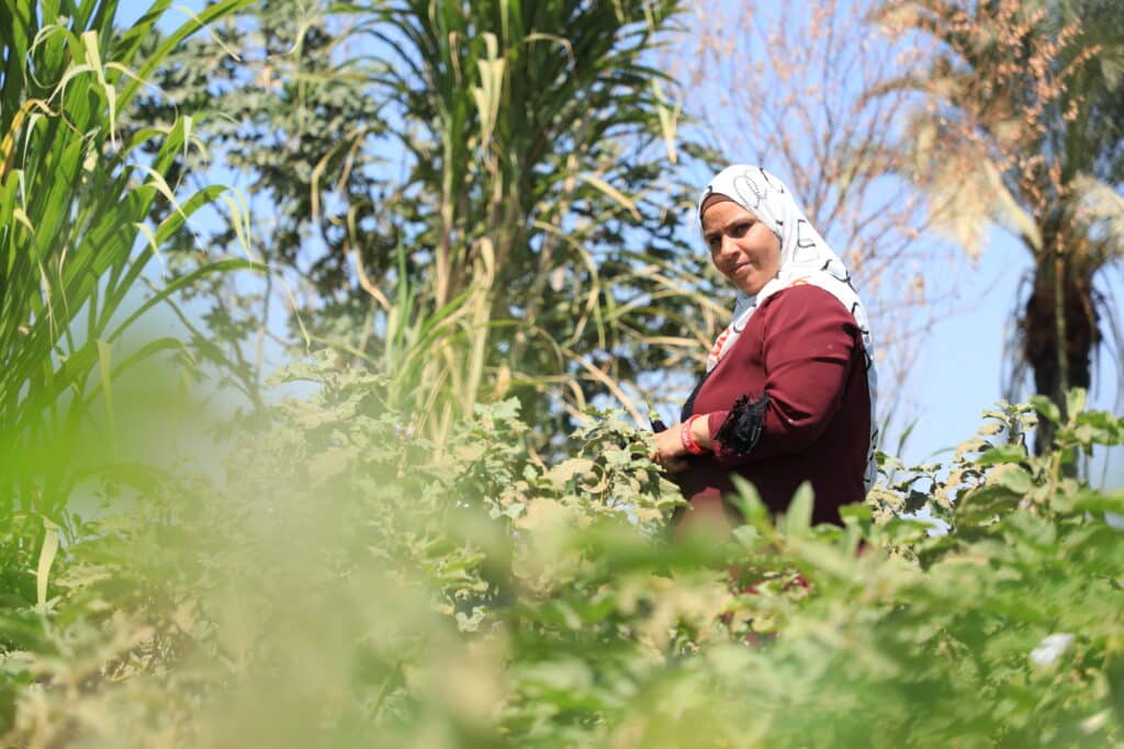 The mother is in the field with the vegetables she grows. 9-13-2025. Malatya.