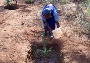 Kitui tree-planting initiative (3)